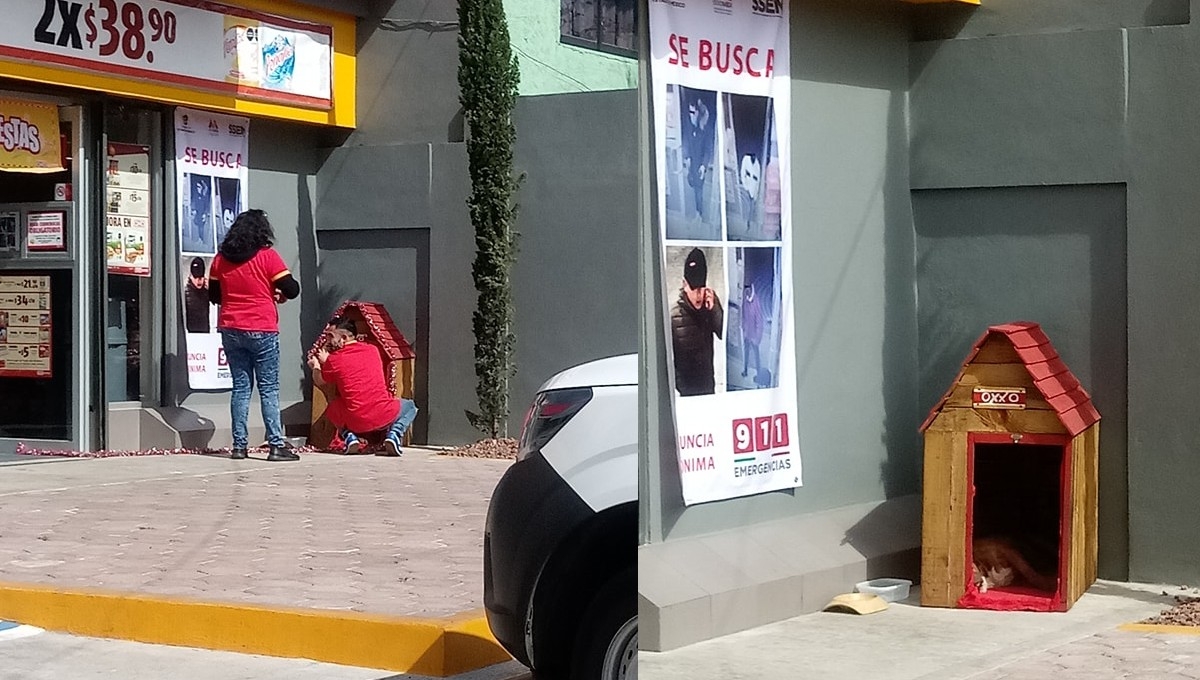 Migajón: La historia del perro adoptado por empleados de un Oxxo