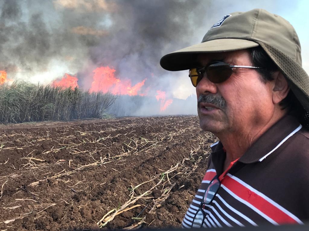 Quieren cosechar más de un millón de toneladas de caña en Quintana Roo