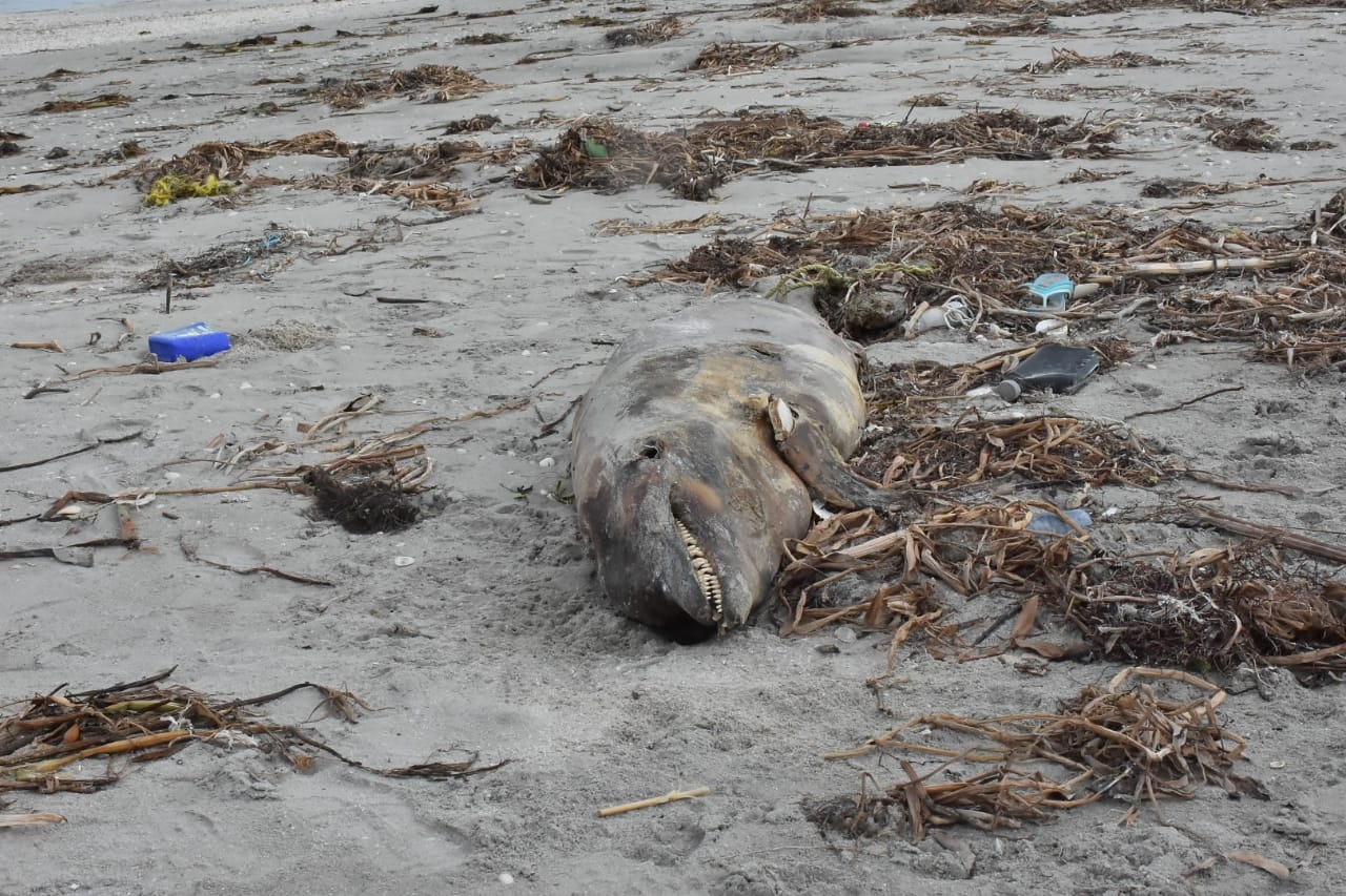 Ocho delfines han muerto en Ciudad del Carmen durante 2020