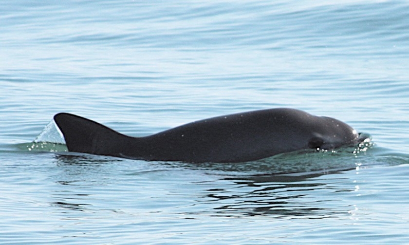 Revelan razones de por qué mueren las vaquitas marinas