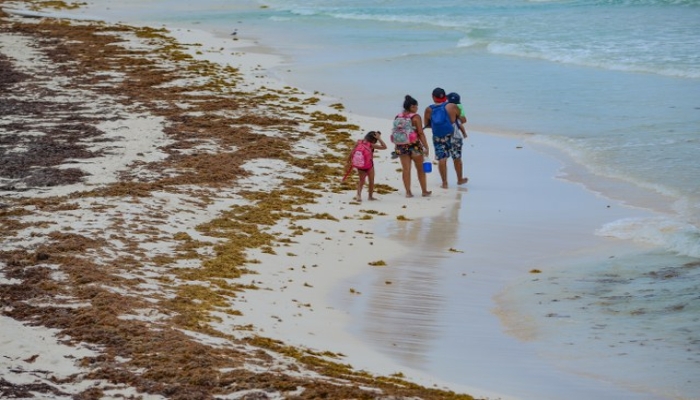 Sargazo, presente en 88% de las playas del Caribe Mexicano