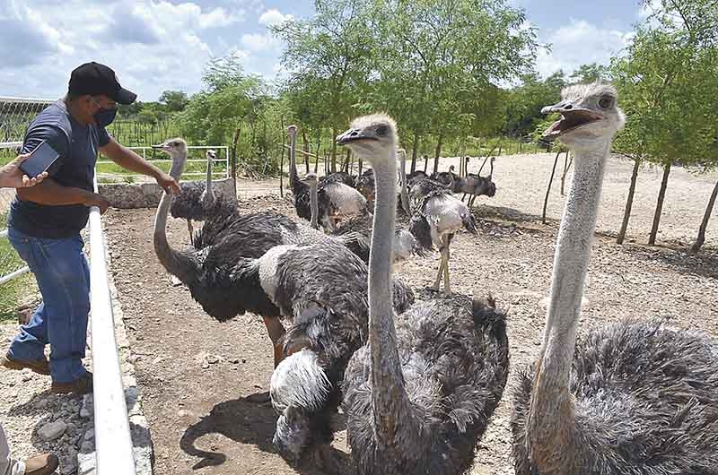 Crianza de avestruces, la ganadería del futuro en Yucatán