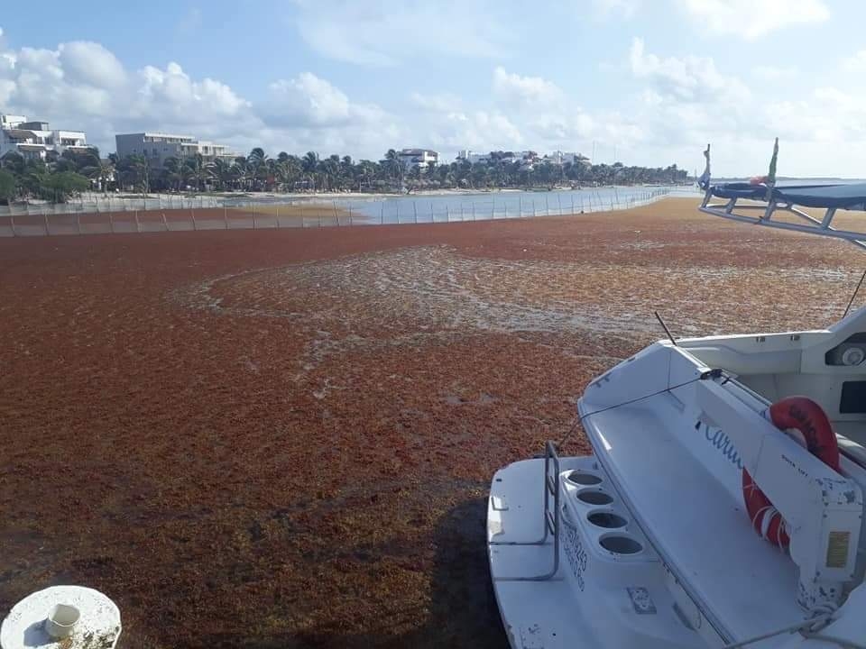 Sargazo invade playas de Mahahual