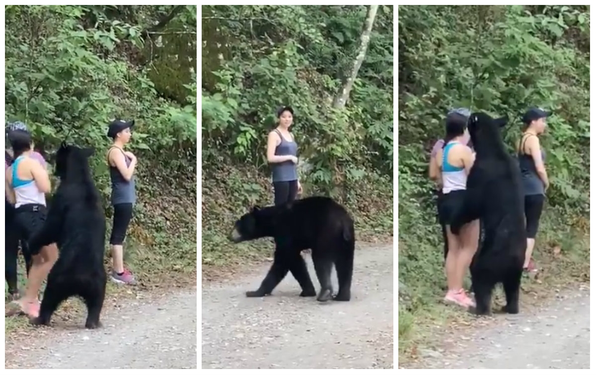 “¡No te muevas!”, un oso negro sorprende a tres mujeres que hacían ejercicio en Nuevo León