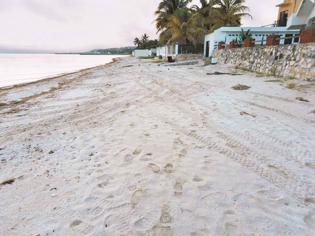 En Campeche dañan área de anidación de la tortuga carey