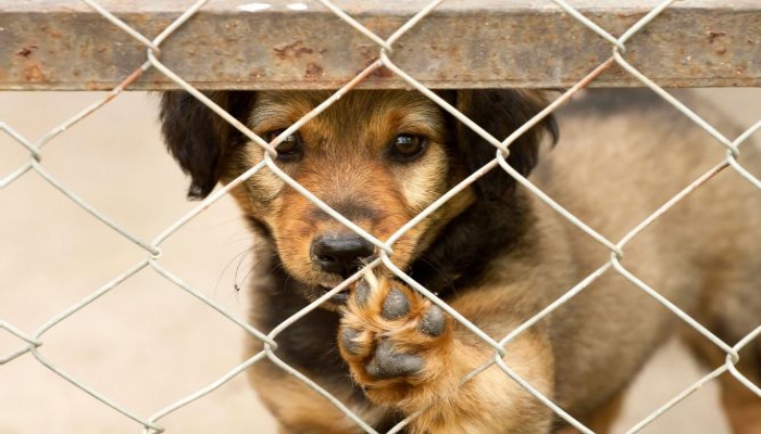 Día Mundial del Perro: estas son las asociaciones de Mérida dónde puedes adoptar uno