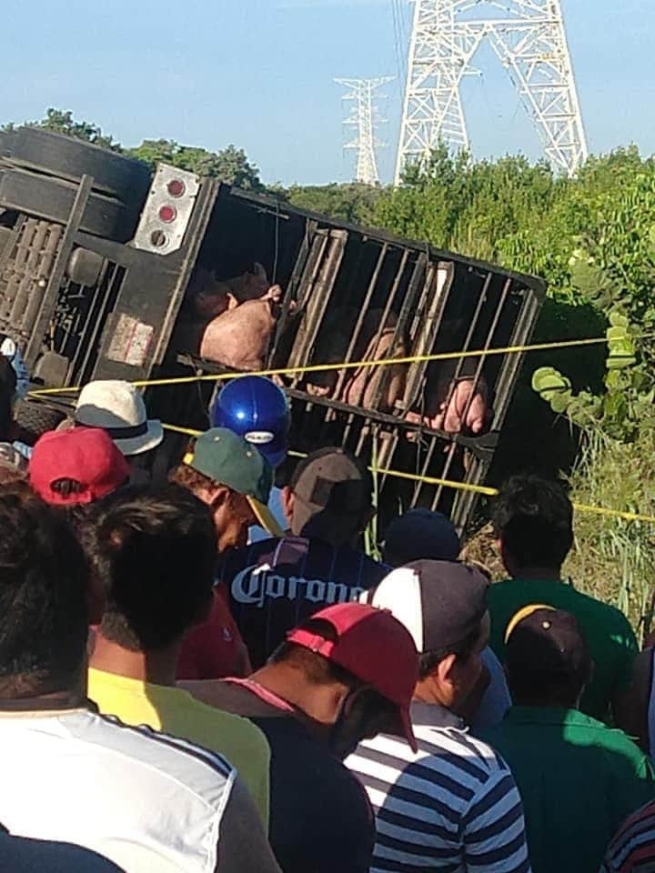 Dormita y vuelca con más de 300 cerdos en carretera de Campeche