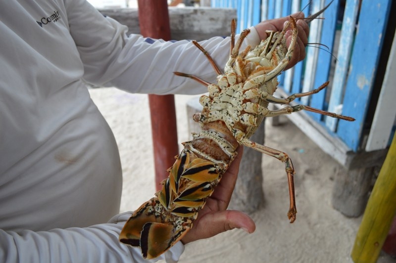 Caza furtiva disminuye población de langosta en Chetumal