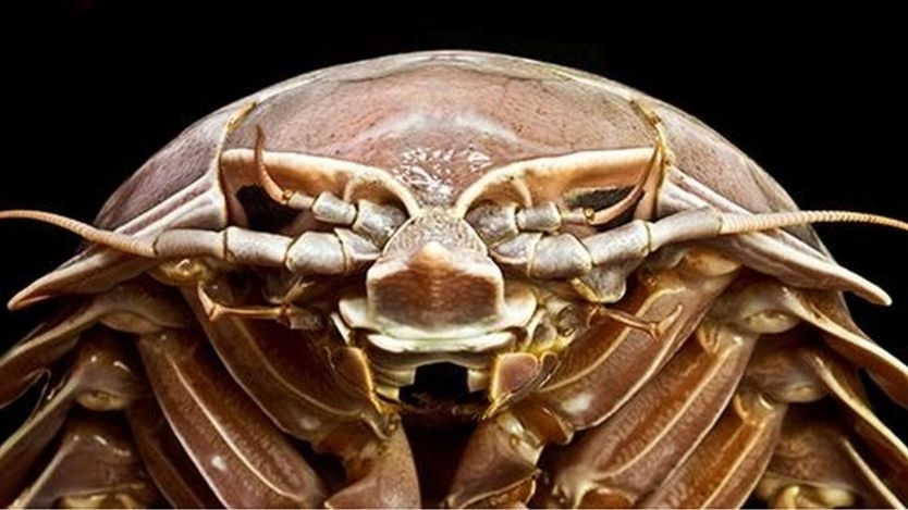 Hallan cucaracha gigante en el mar: FOTOS