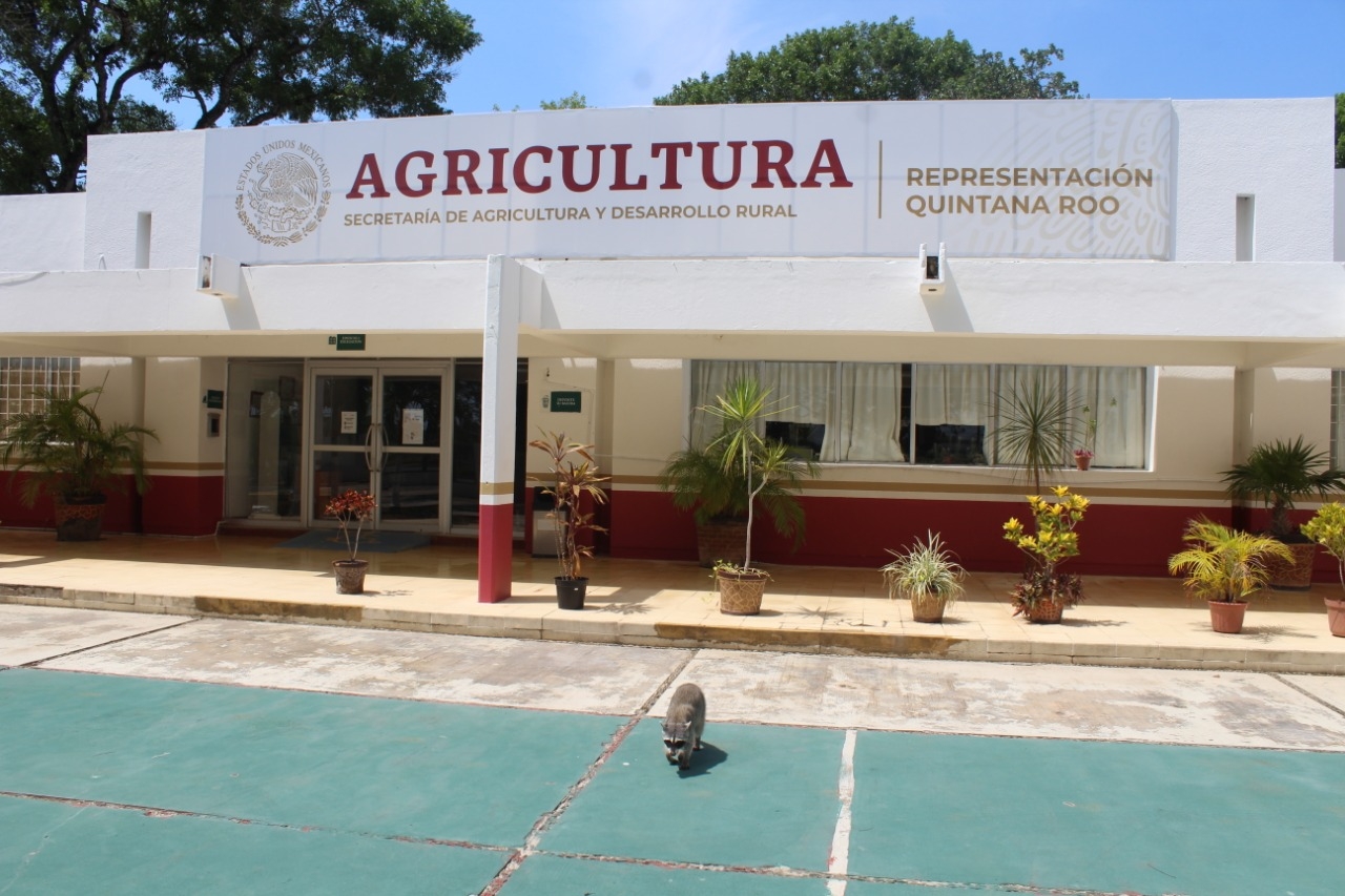 Mapache convierte oficinas federales en su hogar en Chetumal