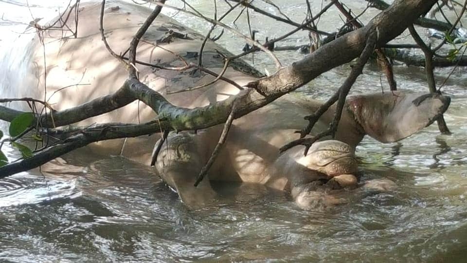 Aparece manatí muerto en la Bahía de Chetumal