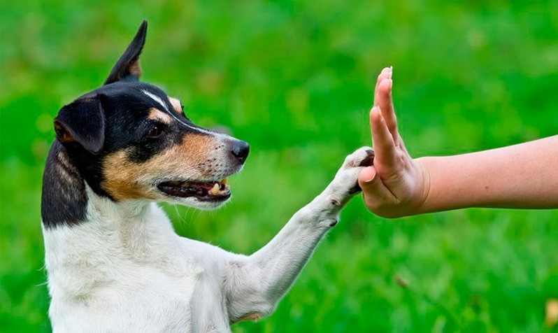 Entrenan (con éxito) a perros para detectar el COVID-19