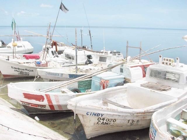 Prevén capturar 17 mil toneladas de pulpo en Campeche