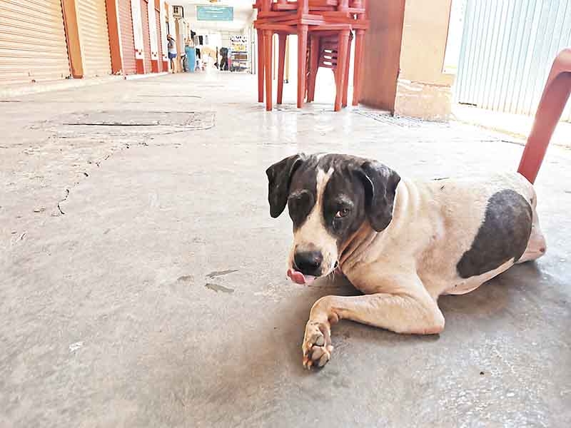 Violan a tres perros en Tekax; exigen castigo