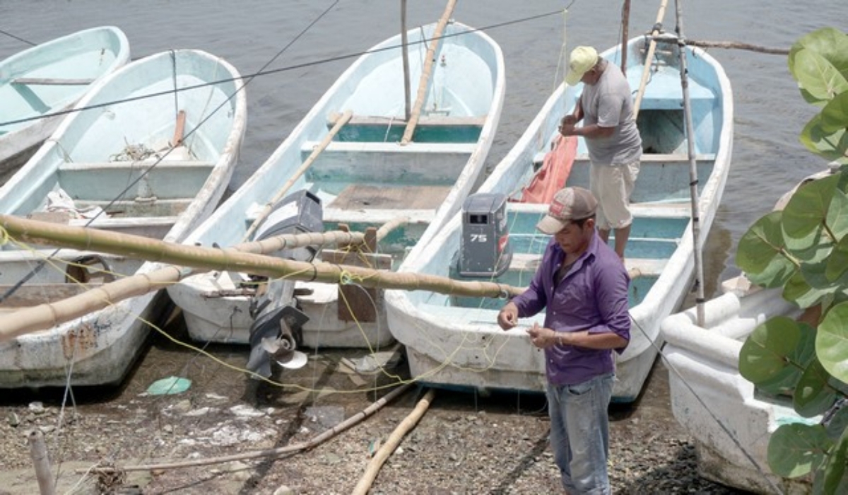 Pescadores de pulpo abastecerán el mercado local de Campeche