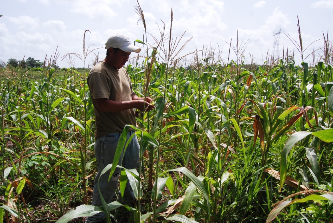 Actividad económica de Quintana Roo cae 5.9%: Inegi