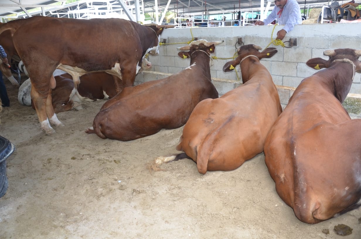 Denuncian venta de carne ilegal en Ciudad del Carmen