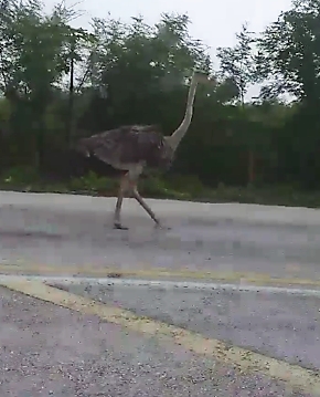 Avestruz se pasea por la carretera Kimbila-Izamal (video)