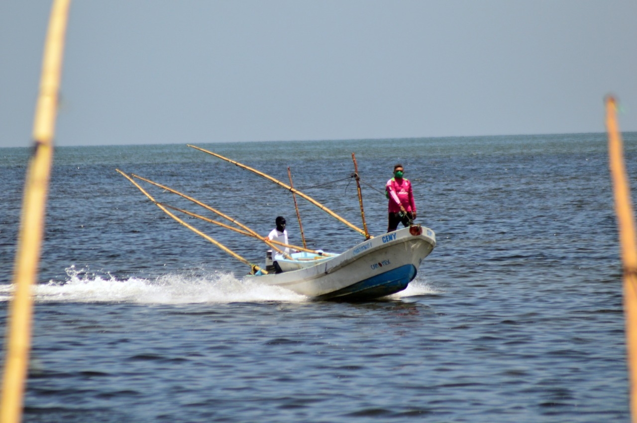 Pescadores de Campeche reportan pérdidas tras primer día de captura de pulpo