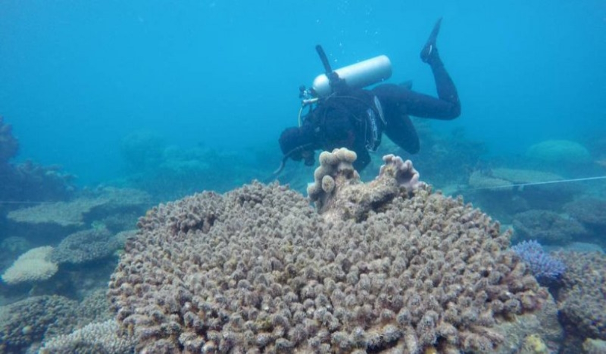 Por avances científicos, arrecifes de Quintana Roo podrán recuperarse