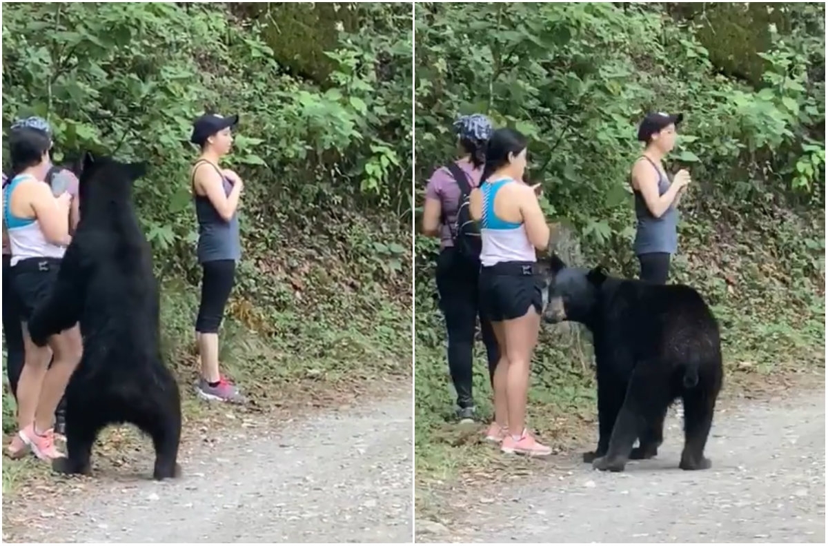 Castraron a oso que rondaba zona urbana de Monterrey; Profepa investiga