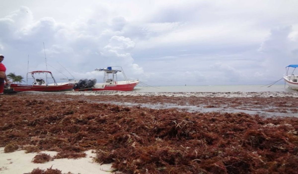 Transformarán en jabón, 120 toneladas de sargazo de Quintana Roo