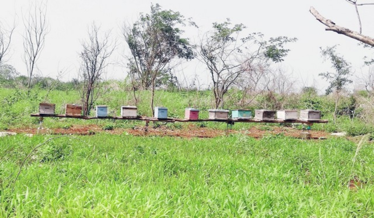 Sequía afecta la producción de miel en Calkiní