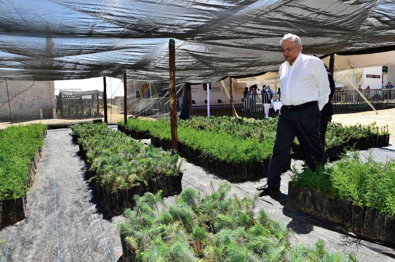 El presidente López Obrador anunció la prohibición del glifosato (Cuartoscuro)