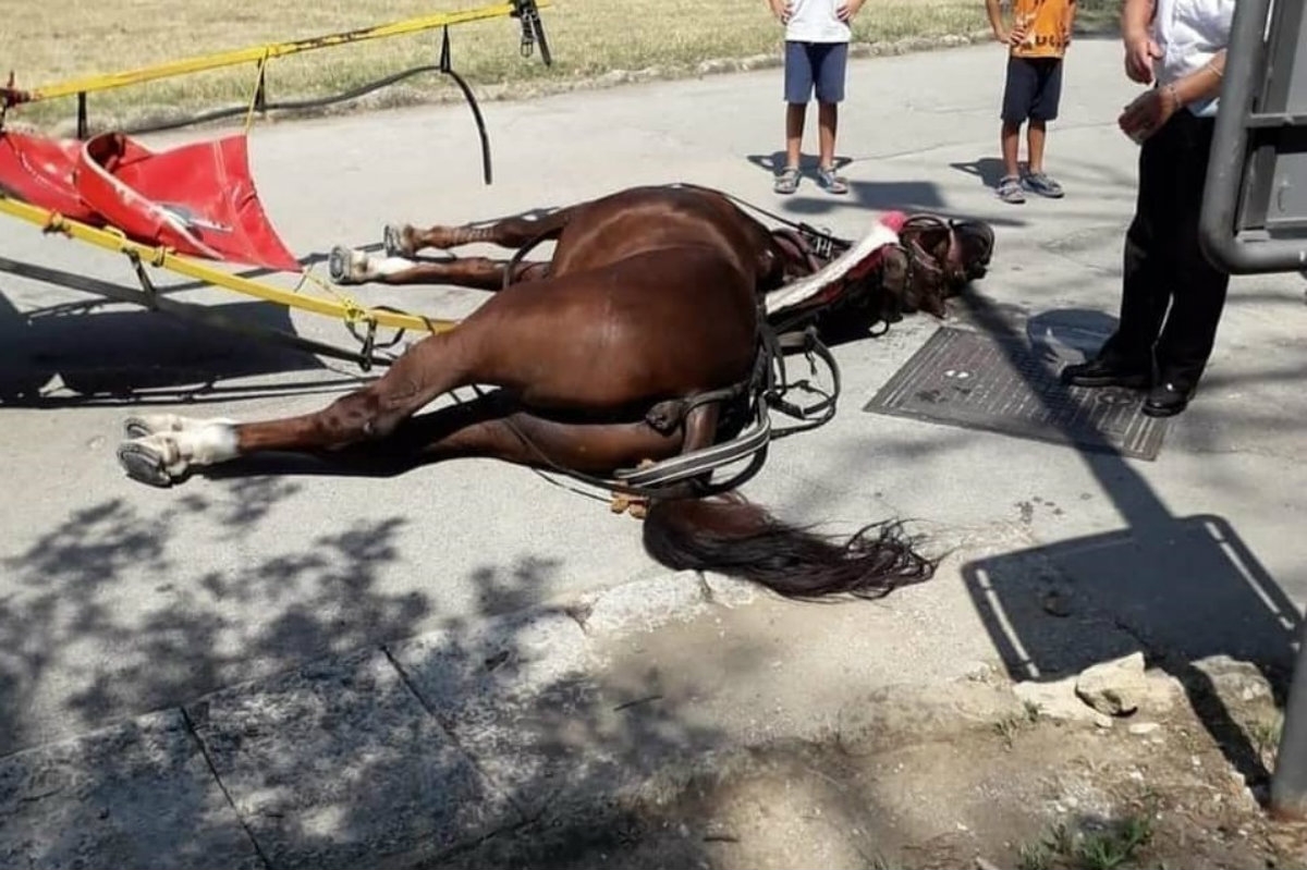 Caballo muere mientras realizaba recorrido tirando calesa con turistas (Especial)