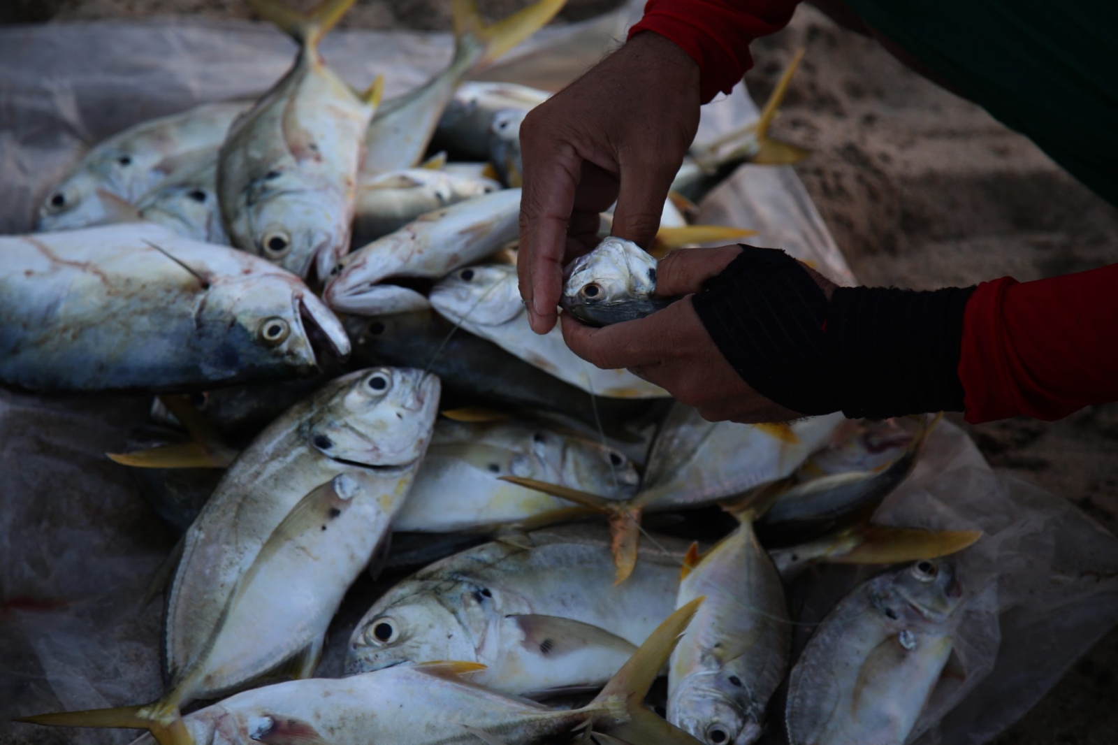 Sector pesquero de Campeche obtuvo 55 mil toneladas de producto durante 2019