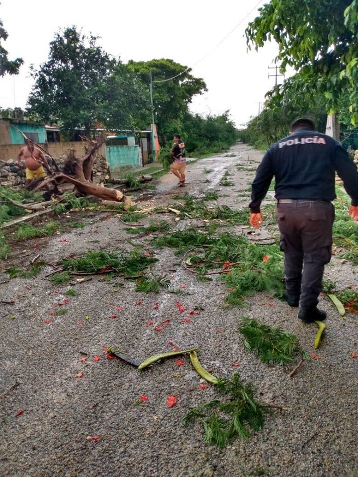 Se derrumban árboles en Cacalchén por fuertes vientos