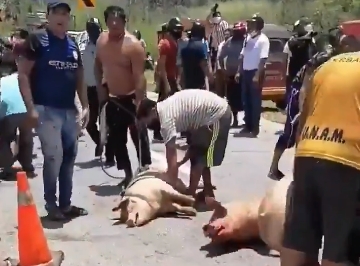 Rapiña de cerdos en Campeche, tras volcadura de camión: VIDEO