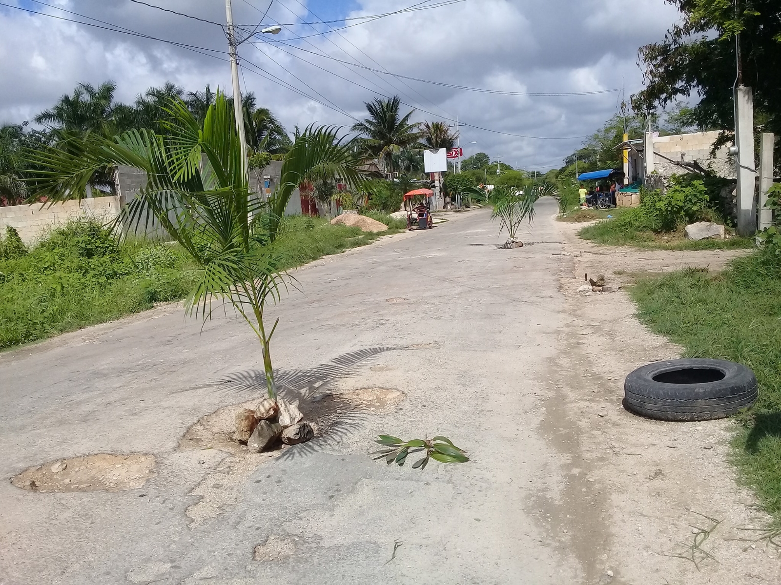 Siembran planta en un bache de Umán y lo convierten en un reto