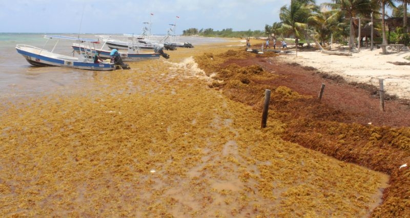 Sargazo rebasa acciones de la Marina en Mahahual