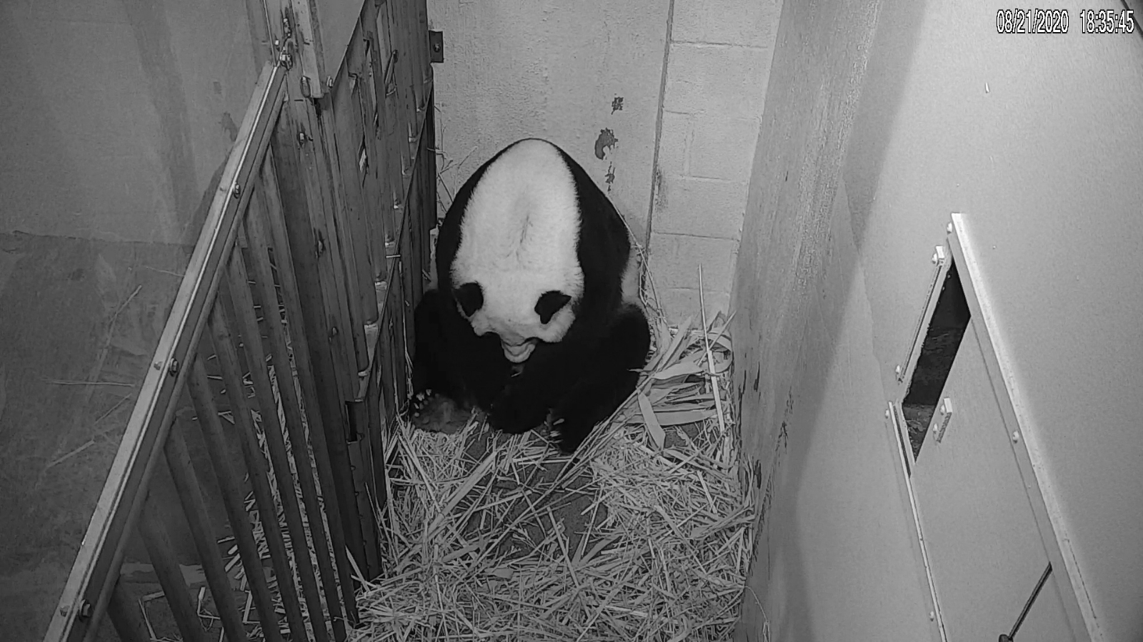 Panda gigante, especie en peligro de extinción, da a luz en zoológico de E.U. (VIDEO)