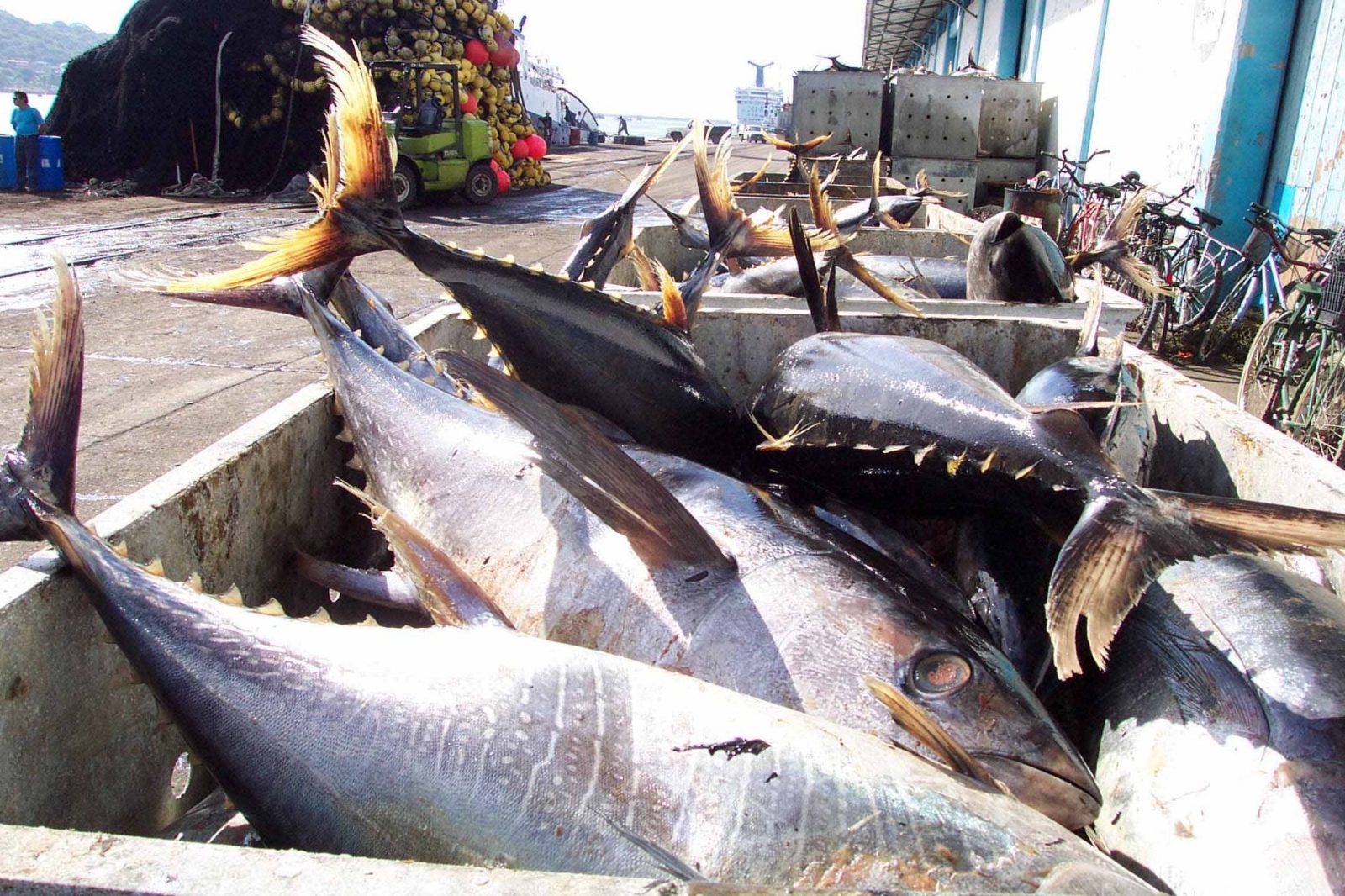 Barco atunero en Mazatlán, Sinaloa (Cuartoscuro)