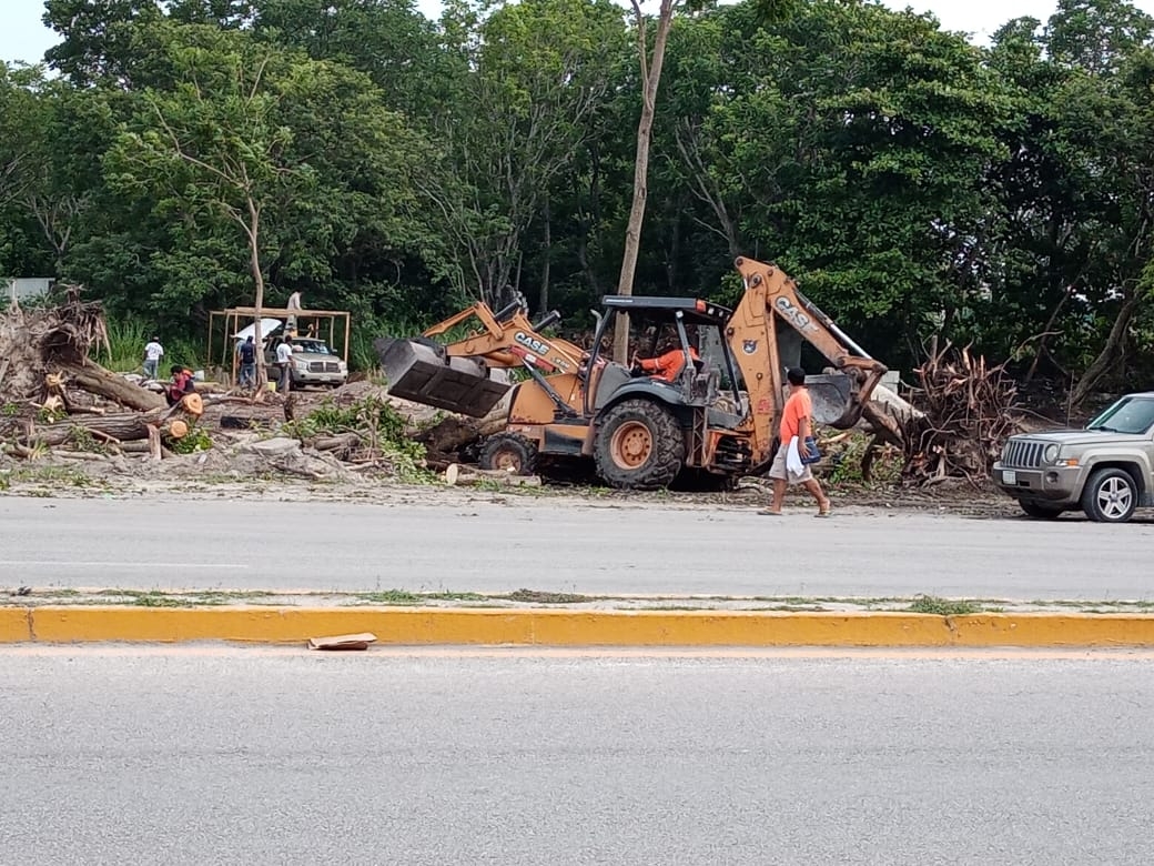 Talan árboles para construir gasolinera en Ciudad del Carmen