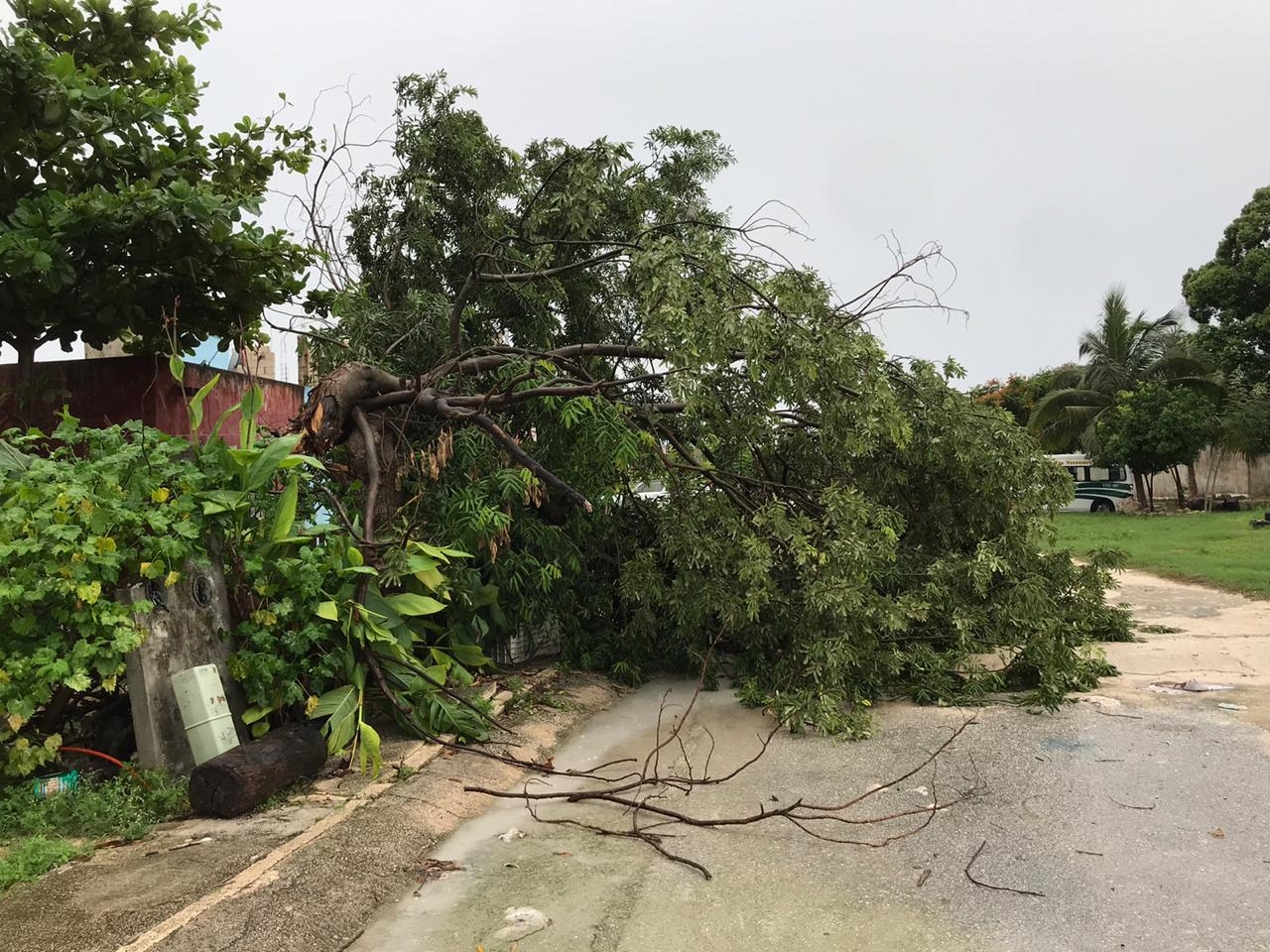 Onda Tropical 31 deja inundaciones y un árbol caído en Cancún