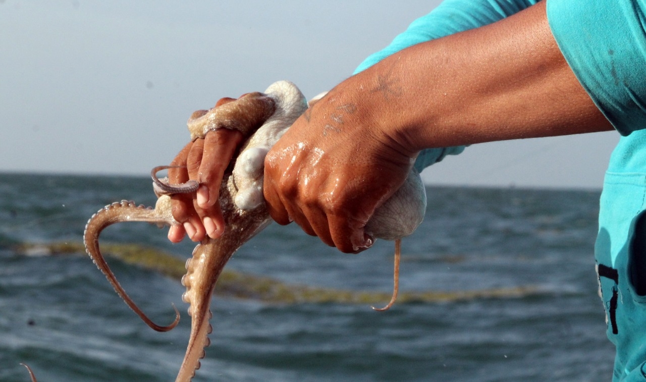 Faltan cinco días para el inicio de la temporada de pulpo en Yucatán