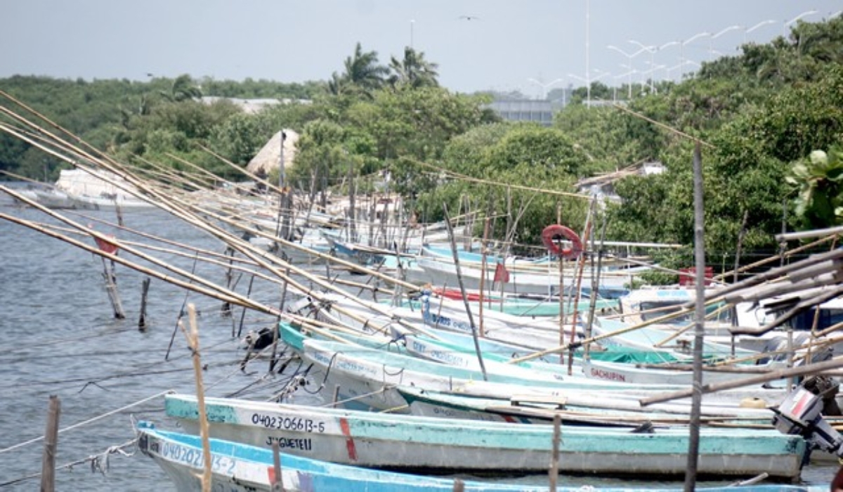 Por pérdidas, pescadores de pulpo suspenden actividades en Campeche