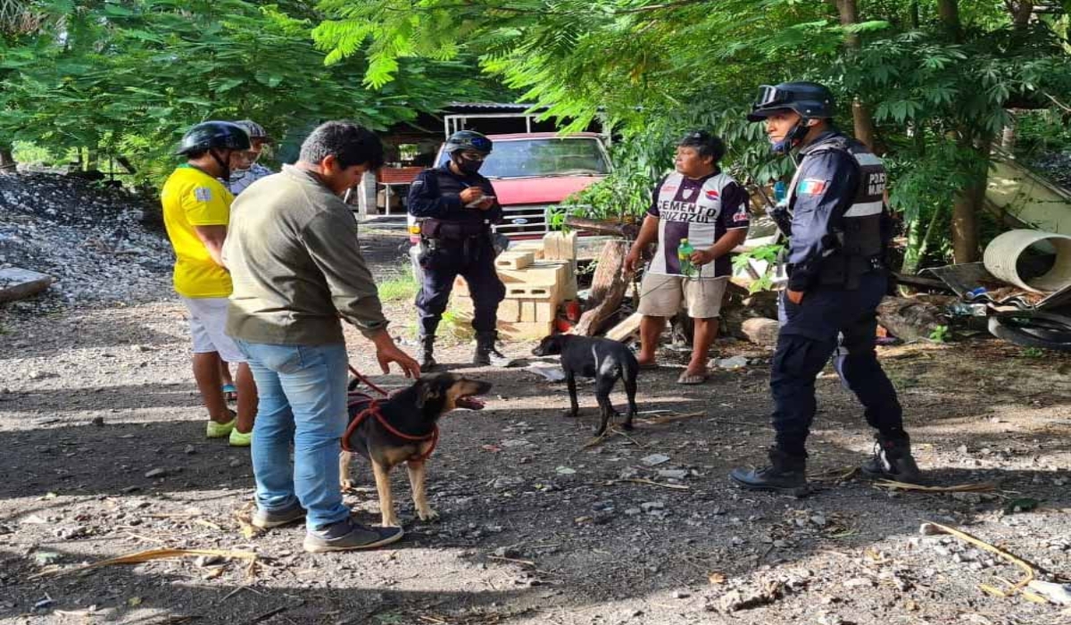 Interponen denuncia por envenenamiento de perros en Hunucmá