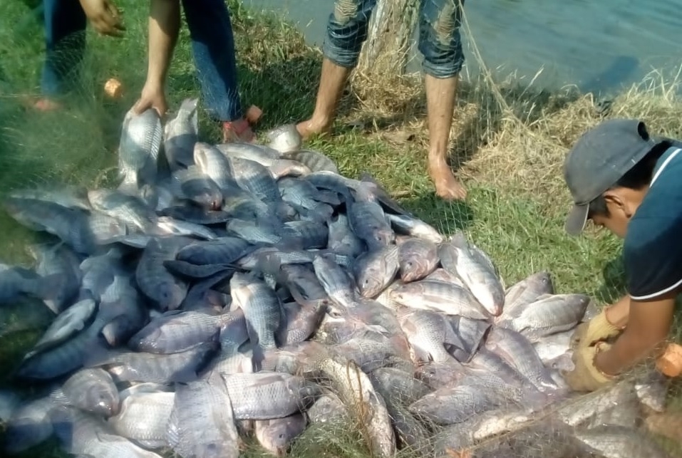 Pandemia y falta de apoyo golpean a la acuicultura en Ciudad del Carmen