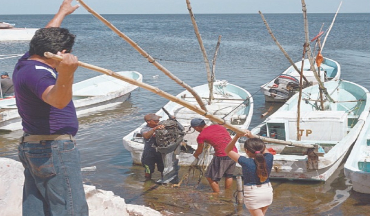 Captura de pulpo en Campeche registra disminución en volumen e ingresos