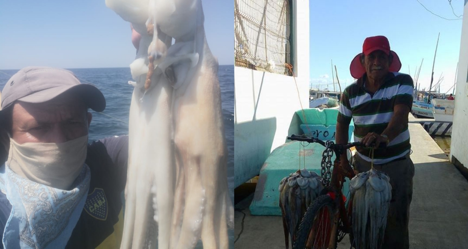 Padre e hijo capturan 55 kilos de pulpo en Progreso