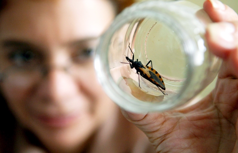 Mal de Chagas registra 20 casos en la Península de Yucatán en lo que va del año