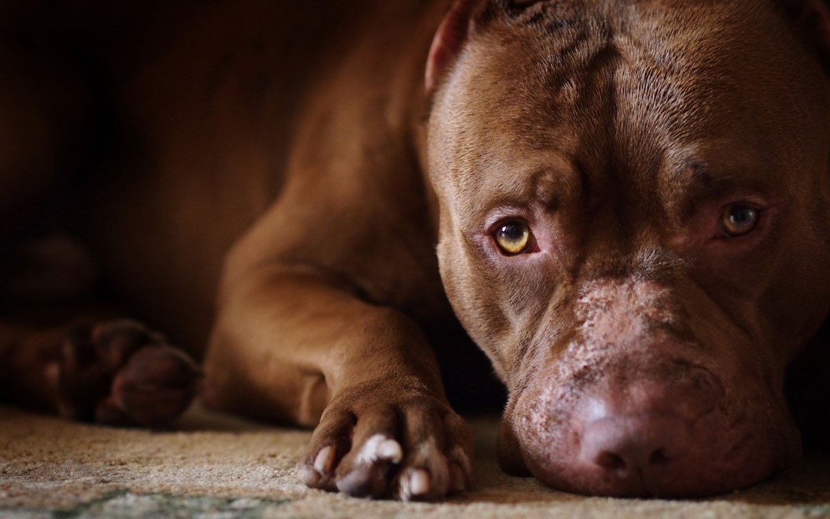 Dos pitbulls atacan una señora en Ciudad Caucel