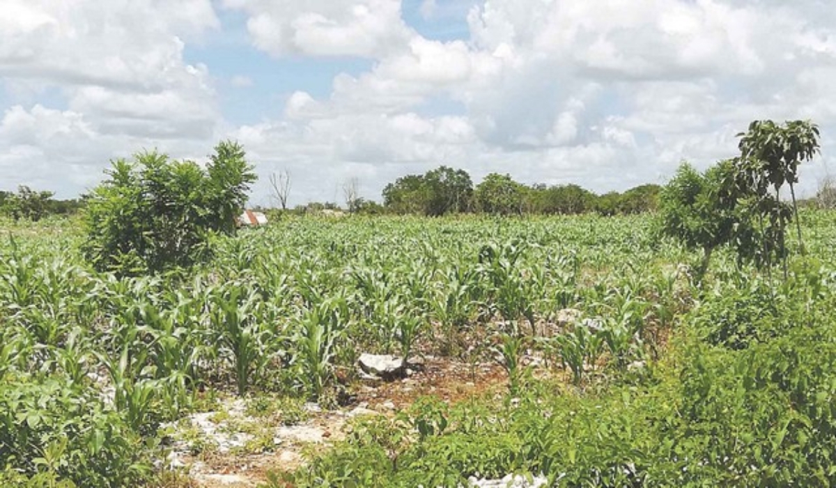 Reportan pérdidas de 500 hectáreas de maíz en campos de Dzitbalché