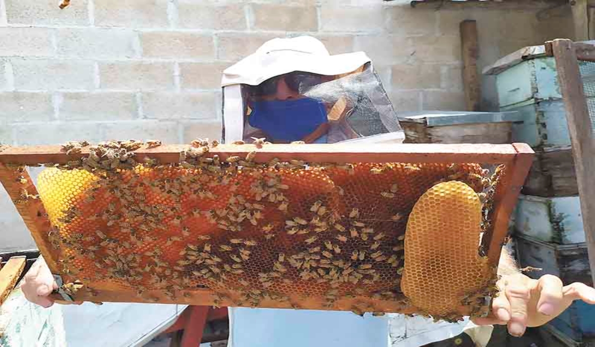 Apicultores de Tizimín piden más apoyos para alimentar a las abejas