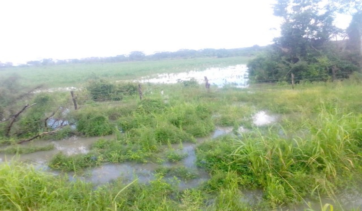 Inundaciones afectan los campos de maíz y soya en Cancabchén