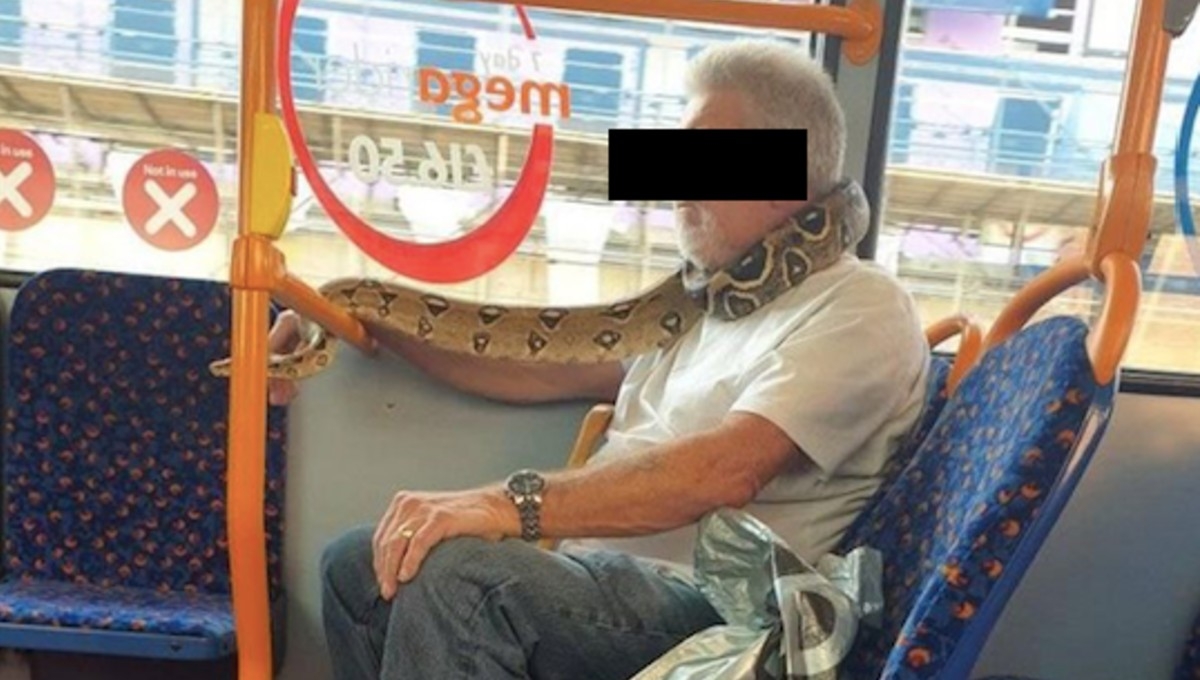 Hombre usa serpiente como cubrebocas mientras viaja en autobús (FOTOS)